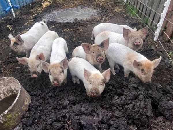 Weaner piglets - Main image