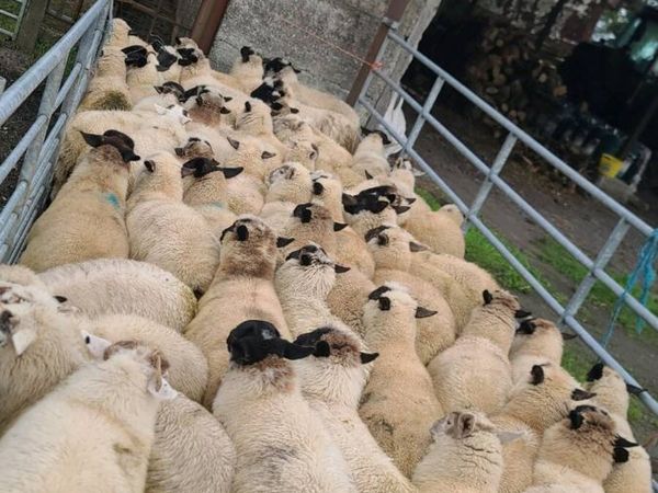 65 Ewe lambs - Main image
