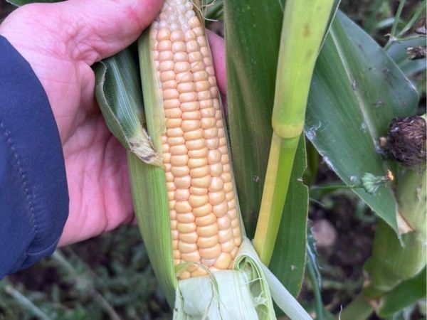 Maize - Main image