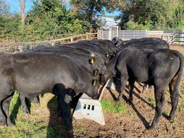 23 Angus Bullocks 230kg @ Lissava - Main image