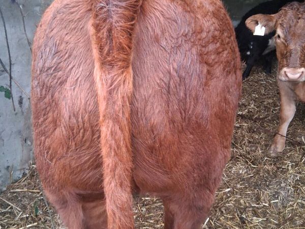Organic weanling heifers - Main image