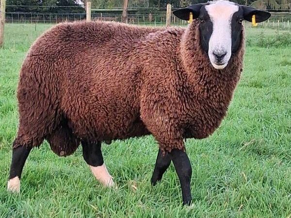 Zwartble ram lambs - Main image