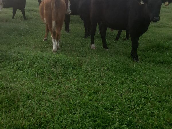 25 born bullocks - Main image