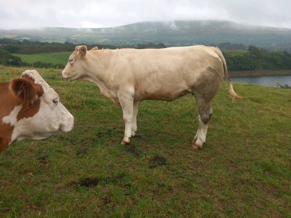 In calf heifer - Main image