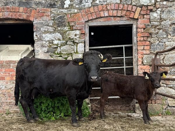 Dexter Cow with Angus heifer calf - Main image