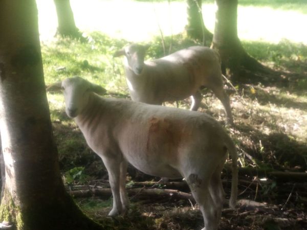 Easy Care  4 Star and 5 star Ram Lambs - Main image