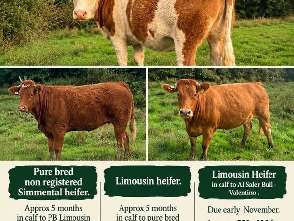 Springer Heifers - Main image