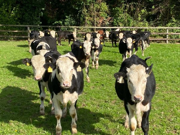 22 Whitehead Bullocks 230kg @ Lissava - Main image