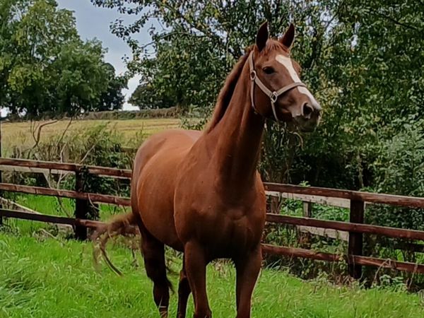 filly for sale - Main image