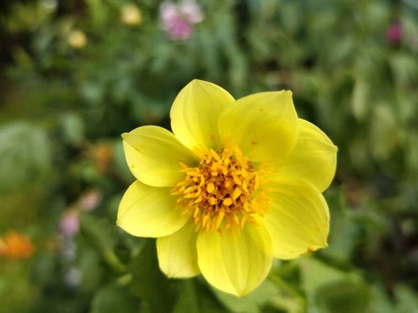 Dahlia Sunburst - Main image
