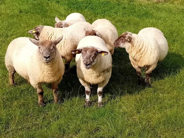 Suftex Ram Lambs - Main image