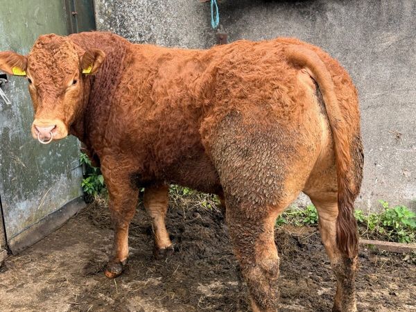 PEDIGREE LIMOUSIN BULL - Main image