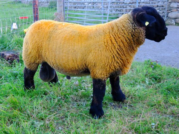 Rams - Main image