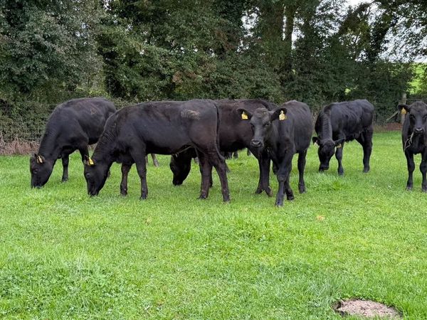 10 super Angus heifer weanlings - Main image