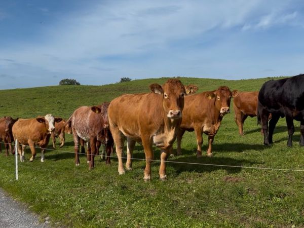 Headford Mart 10 Oct | In Calf Heifer Springers - Main image