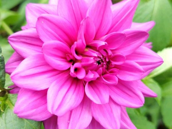 Dahlia Tickled Pink - Main image