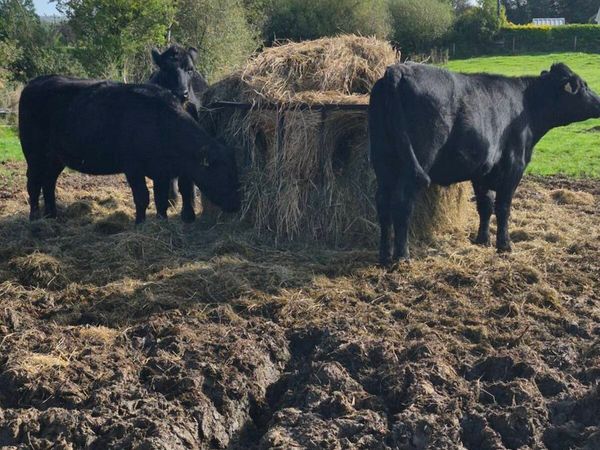 Angus and hereford heifers - Main image