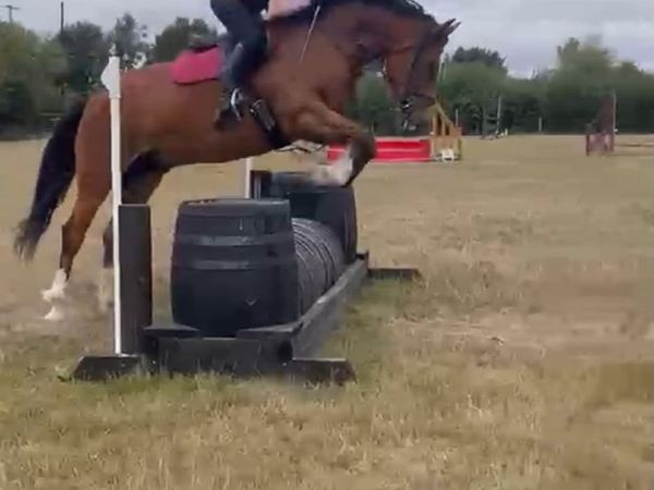 4-Year-Old Hunting Prospect – 15.3hh - Main image