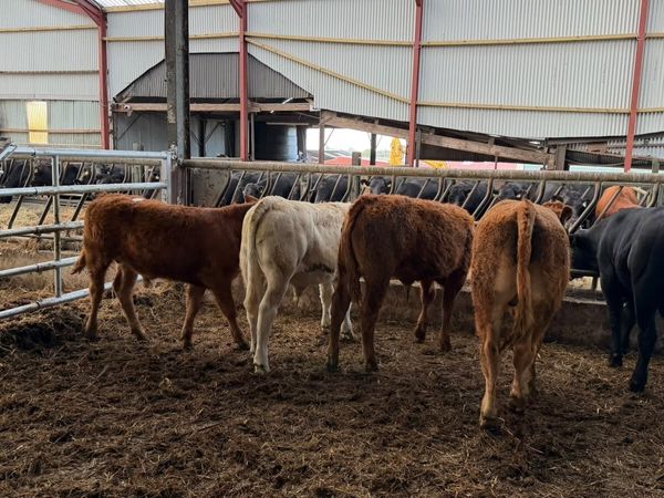 5 super 280 kg continental bulls - Main image