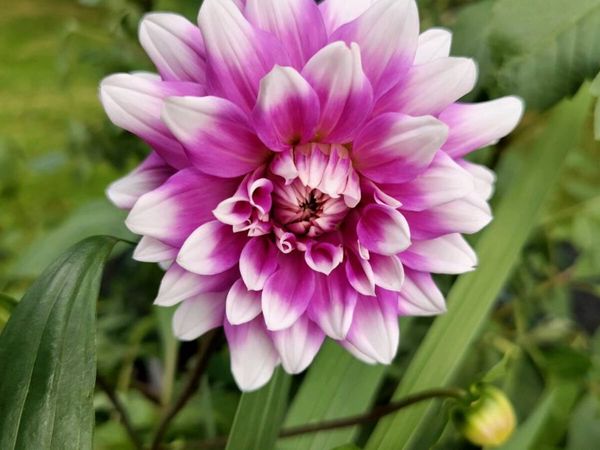 PINK Dahlias - Main image