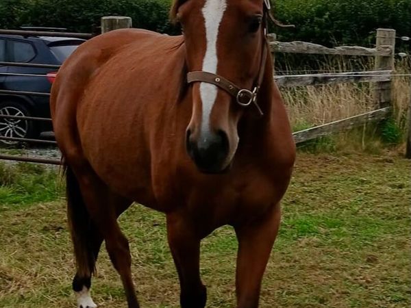 3 year old filly - Main image