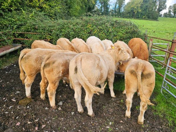 Bullocks - Main image