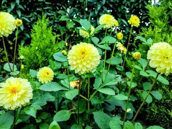 Dahlia Yellow Feather - Main image