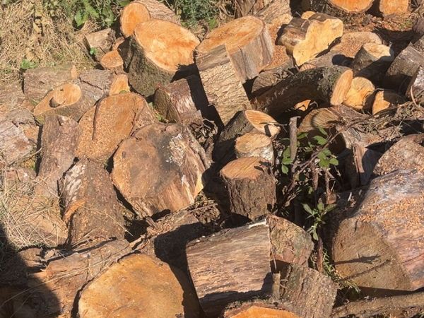 Timber - Main image