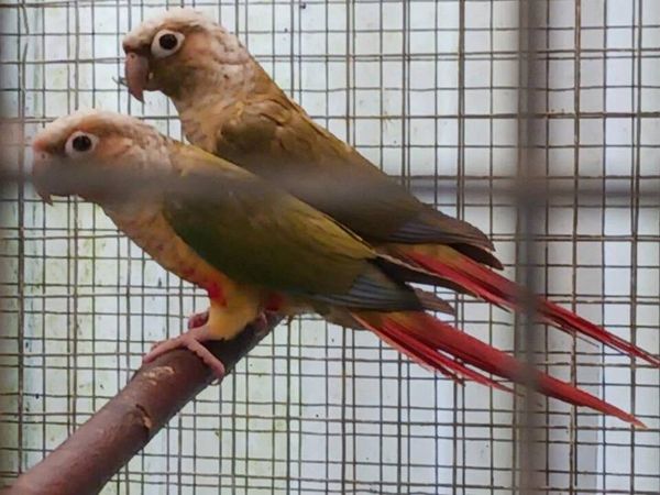 Green cheek conures - Main image