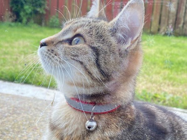 Fre2Cats 7 months very poor love friend very clean - Main image