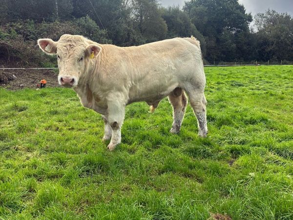 5 star PBR Charolais bulls - Main image