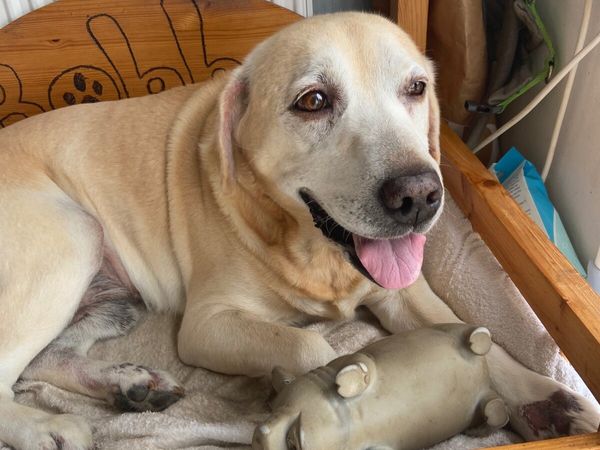 Senior Male Golden Labrador - Main image