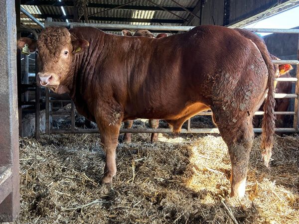 Super 5 star Limousin bull - Main image