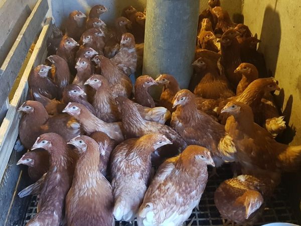 Point of lay pullets - Main image