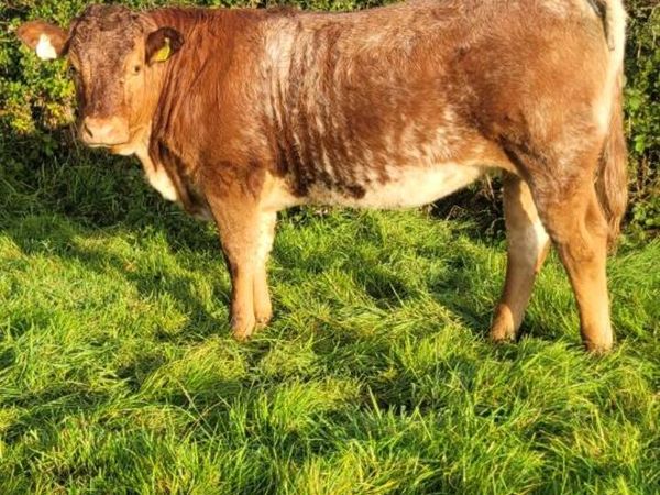 Roan colour heifer and limousin weanlings - Main image