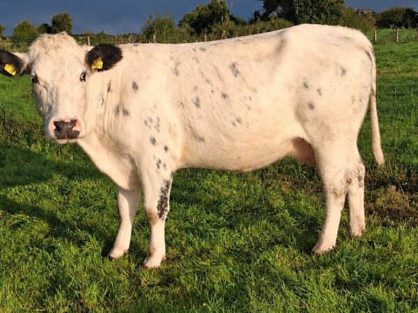 Incalf to Claddagh Mcabe - Main image