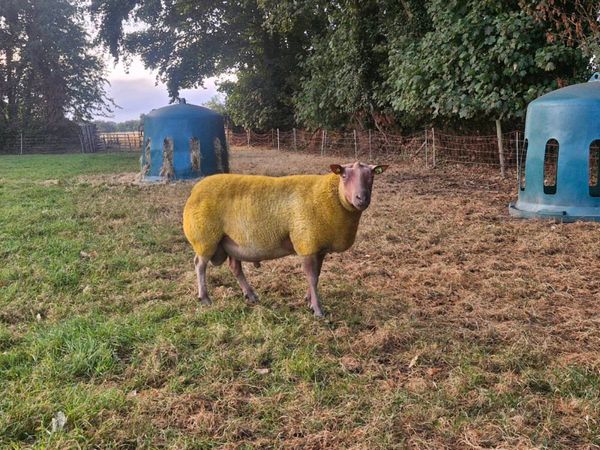 Rouge 2 year old stock ram - Main image