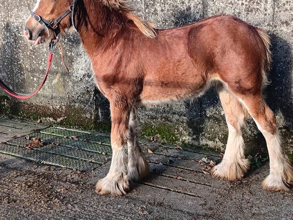Colt foals - Main image