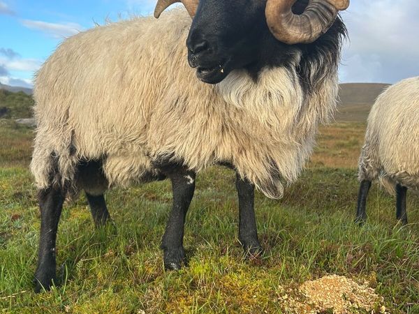 Mayo Blackface Rams - Main image