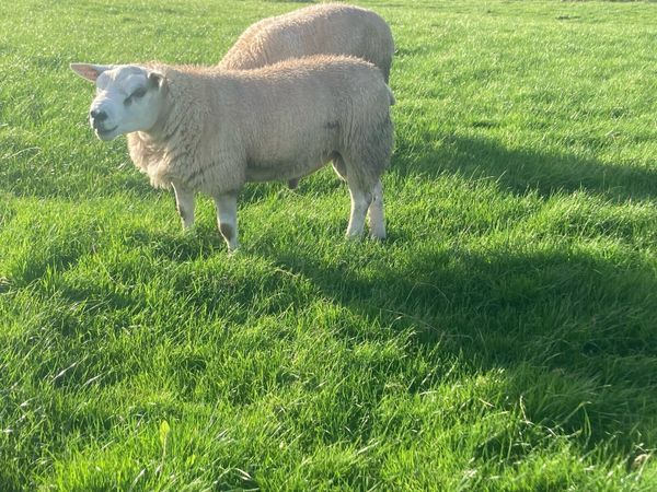 PED Texel ram lambs - Main image
