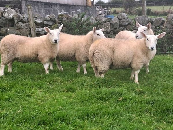 North country cheviot x lleyn ewe lambs - Main image