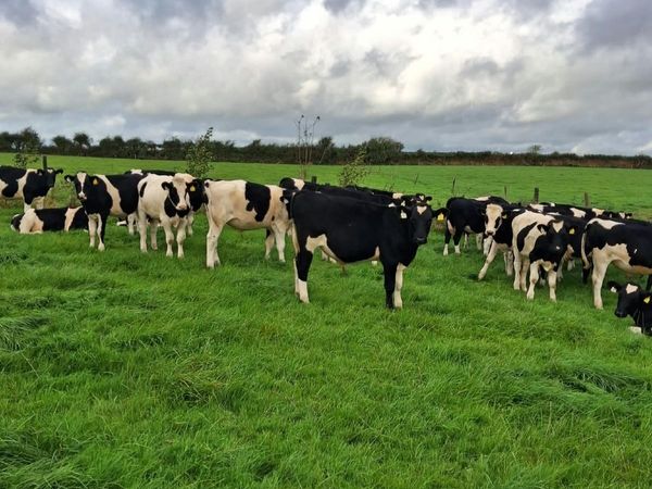 Weanling/Runner Show and Sale Bandon Mart 28th Sep - Main image