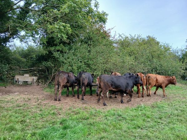 Organic Cattle Heifers - Main image