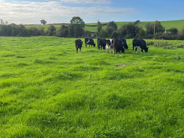 Kiwi X incalf heifers - Main image