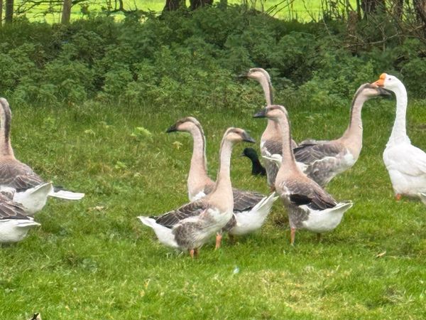 Chinese Geese For Sale - Main image