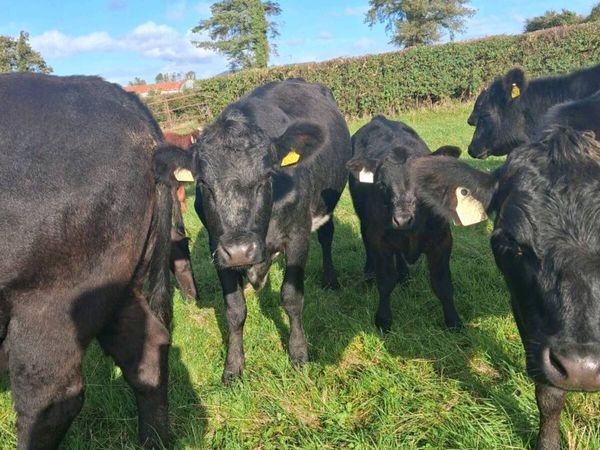 Organic Start Up Suckler Herd - Main image
