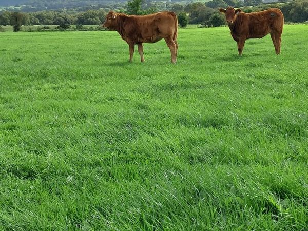 Weanlings - Main image