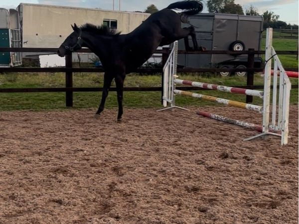 3yo 15.3 mare - Main image