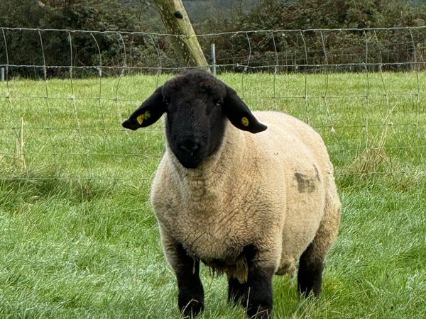 Suffolk Ram - Main image