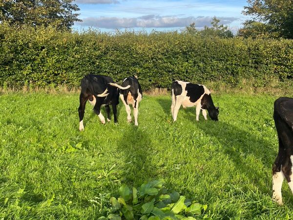 Weanlings - Main image